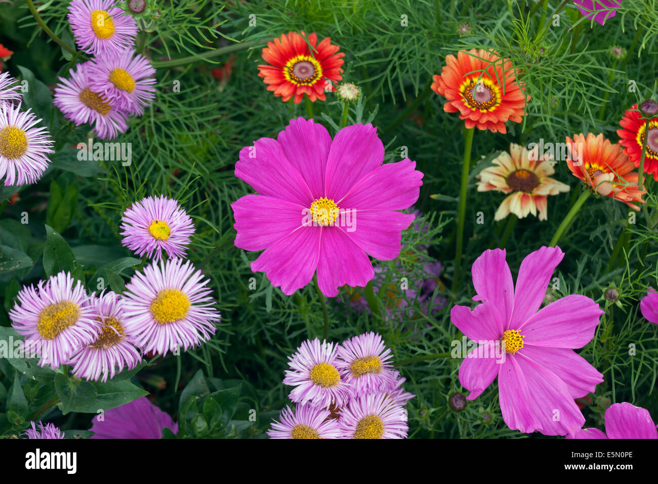 Cosmos Michlemas daises and chrysanthemum sunshine variety Stock Photo