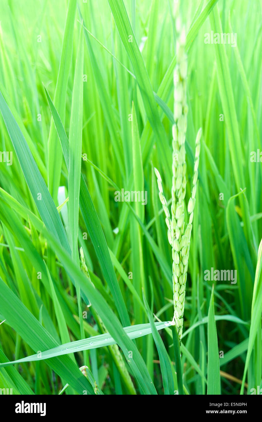 Paddy rice close up Stock Photo