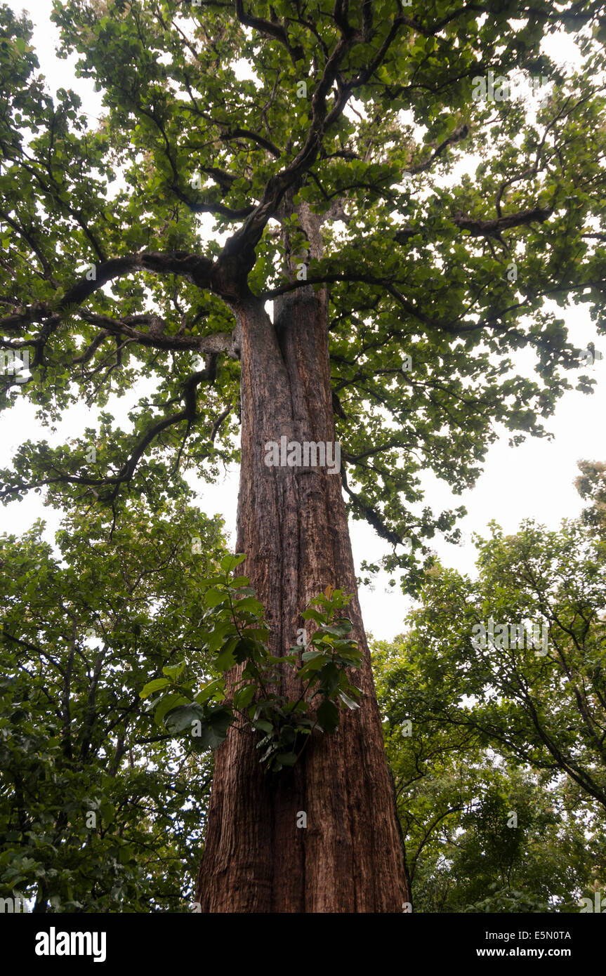 Kannimara Teak, Asias  largest living teak tree found in Parambikulam Wildlife Sanctuary Stock Photo