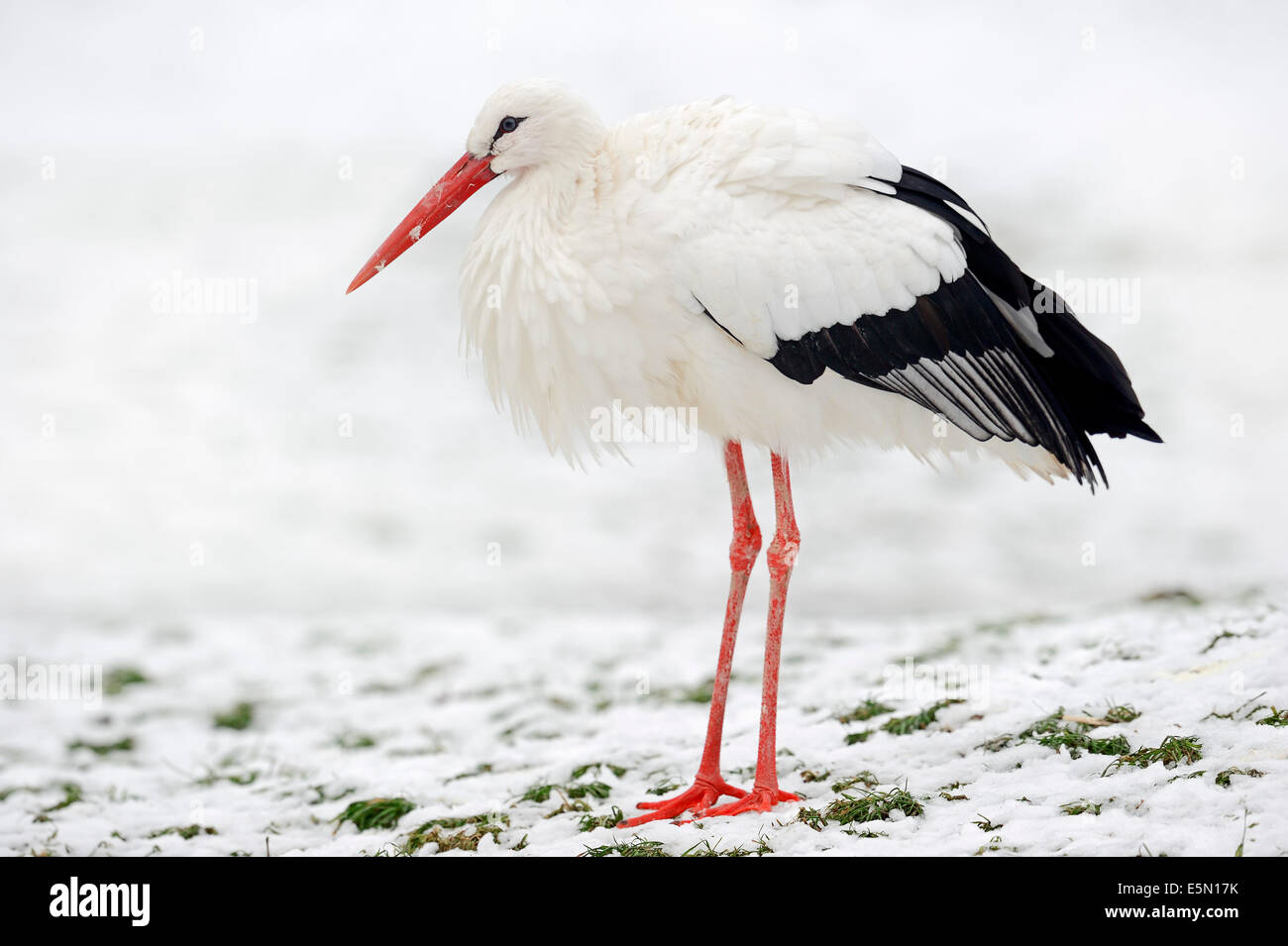 White Stork (Ciconia ciconia) in winter, North Rhine-Westphalia, Germany Stock Photo