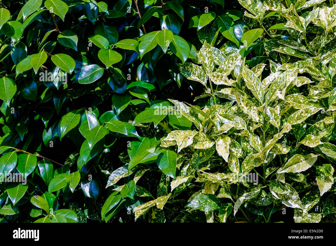 Leaves of variegated Aucuba (Aucuba Japonica) and Camellia in English garden (landscape format). Stock Photo