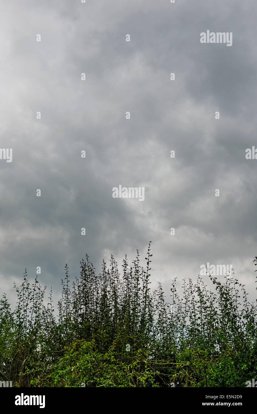 Grey cloudy sky over hedgerow, (portrait format). Stock Photo