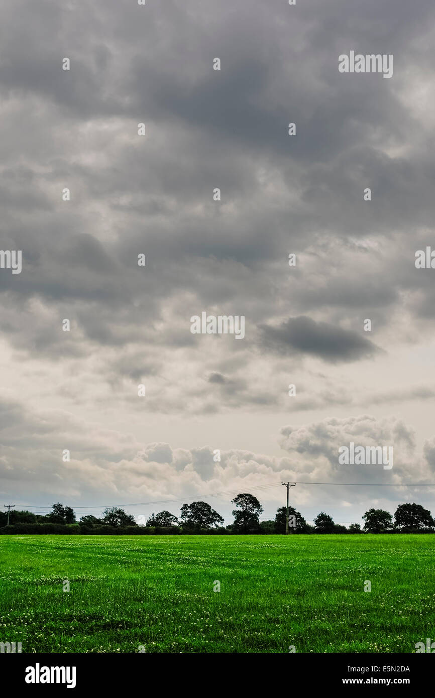 Grey cloudy sky over green field, divided by hedgerow, trees and telegraph wires (portrait format). Stock Photo
