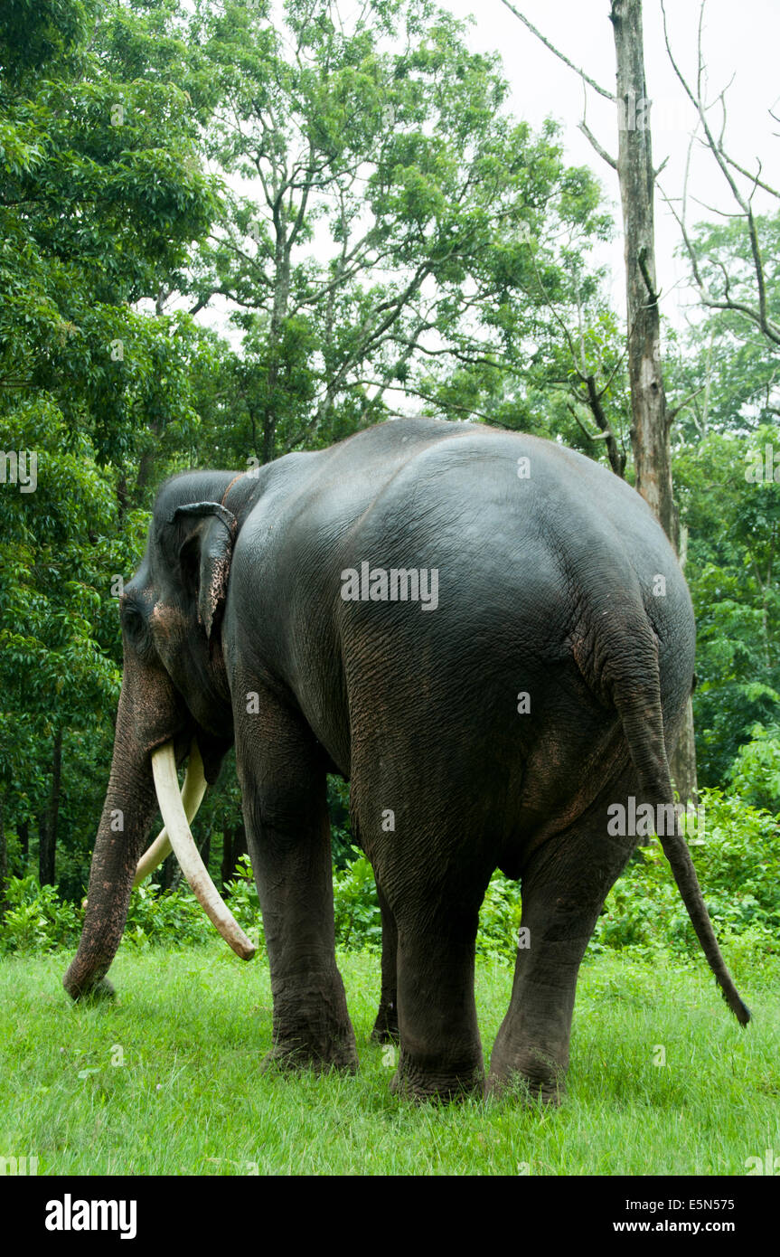 Wild elephant in Parambikulam Wildlife Sanctuary Stock Photo