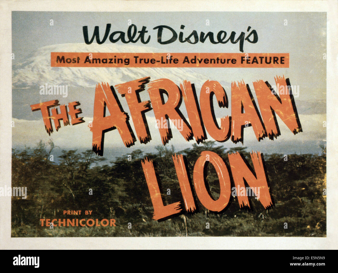 THE AFRICAN LION, 1955 Stock Photo
