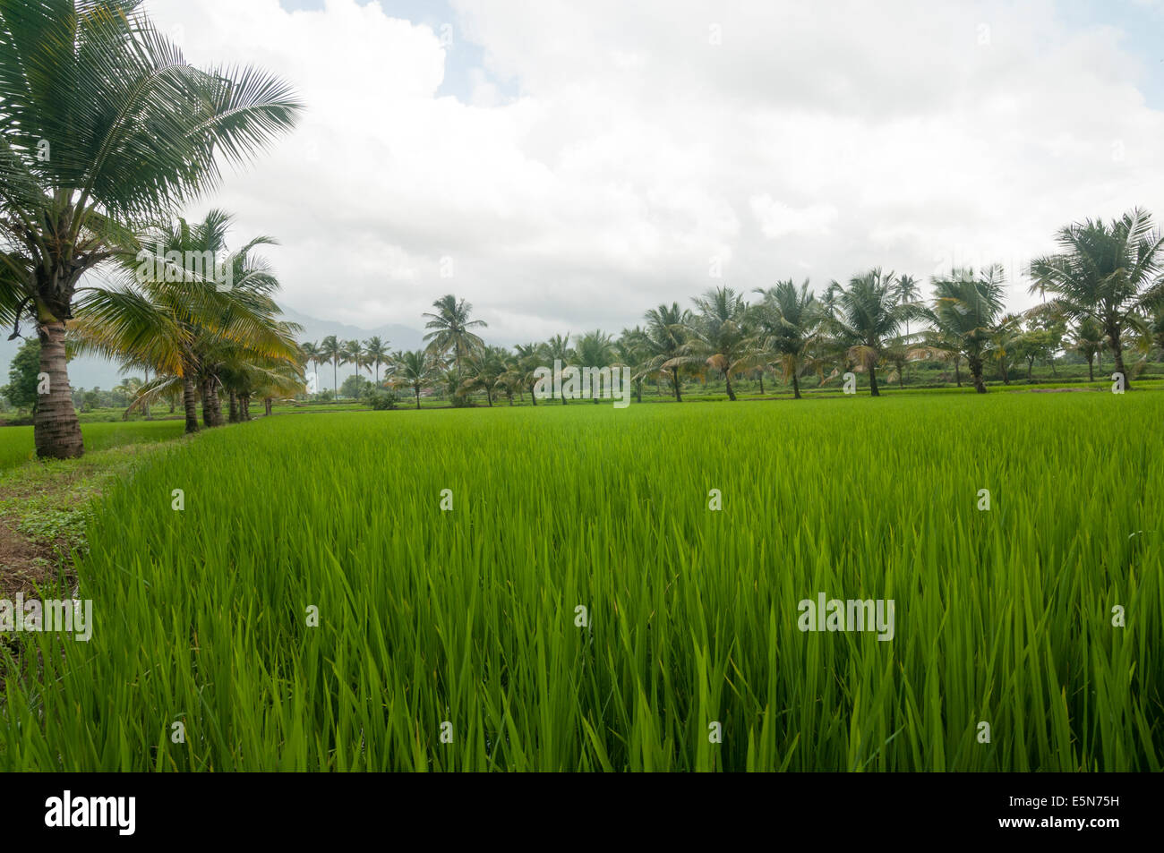 Paddy fields, palakkad kerala Stock Photo Alamy