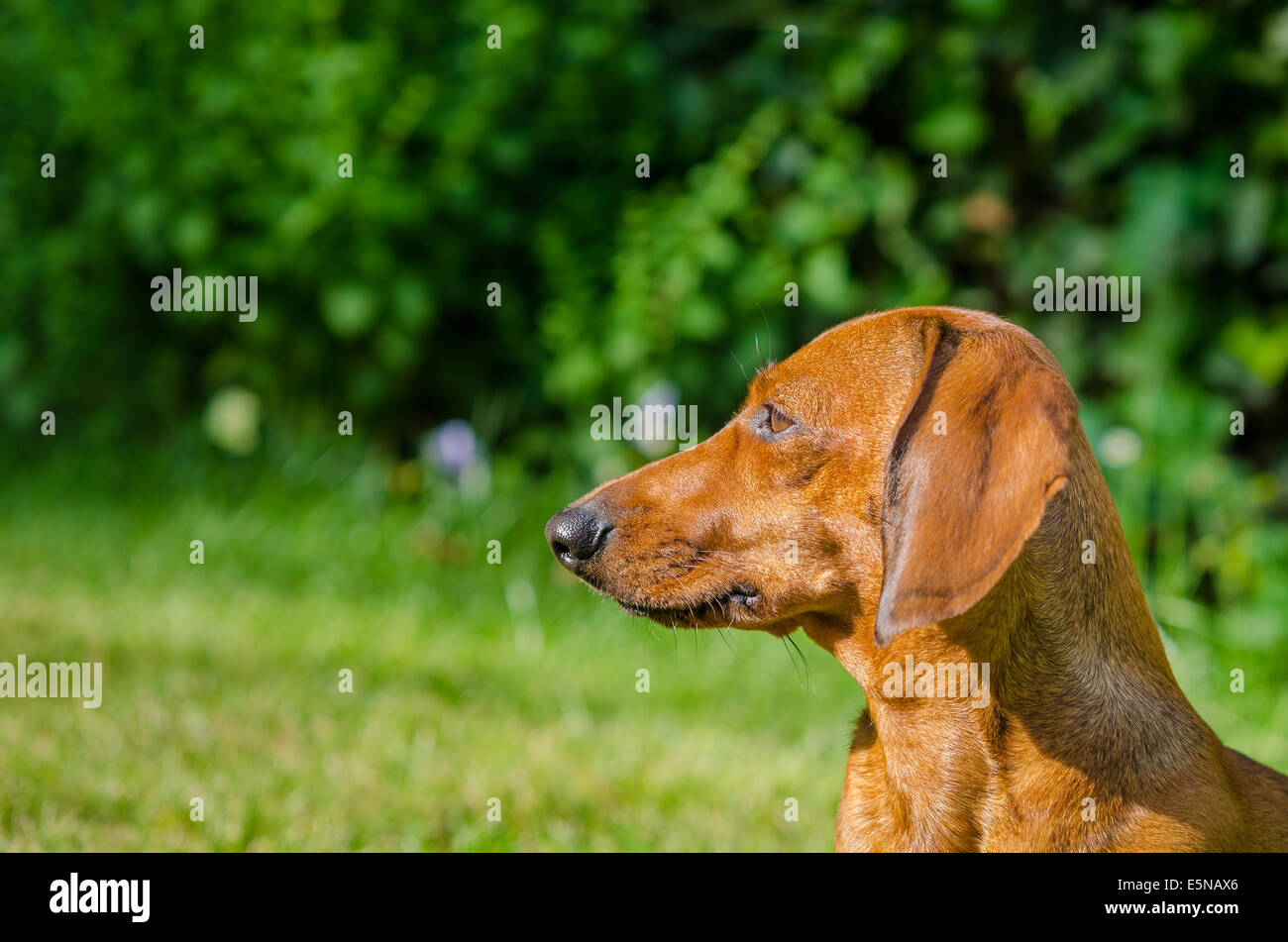 Portrait of a dachshund dog in a park Stock Photo - Alamy