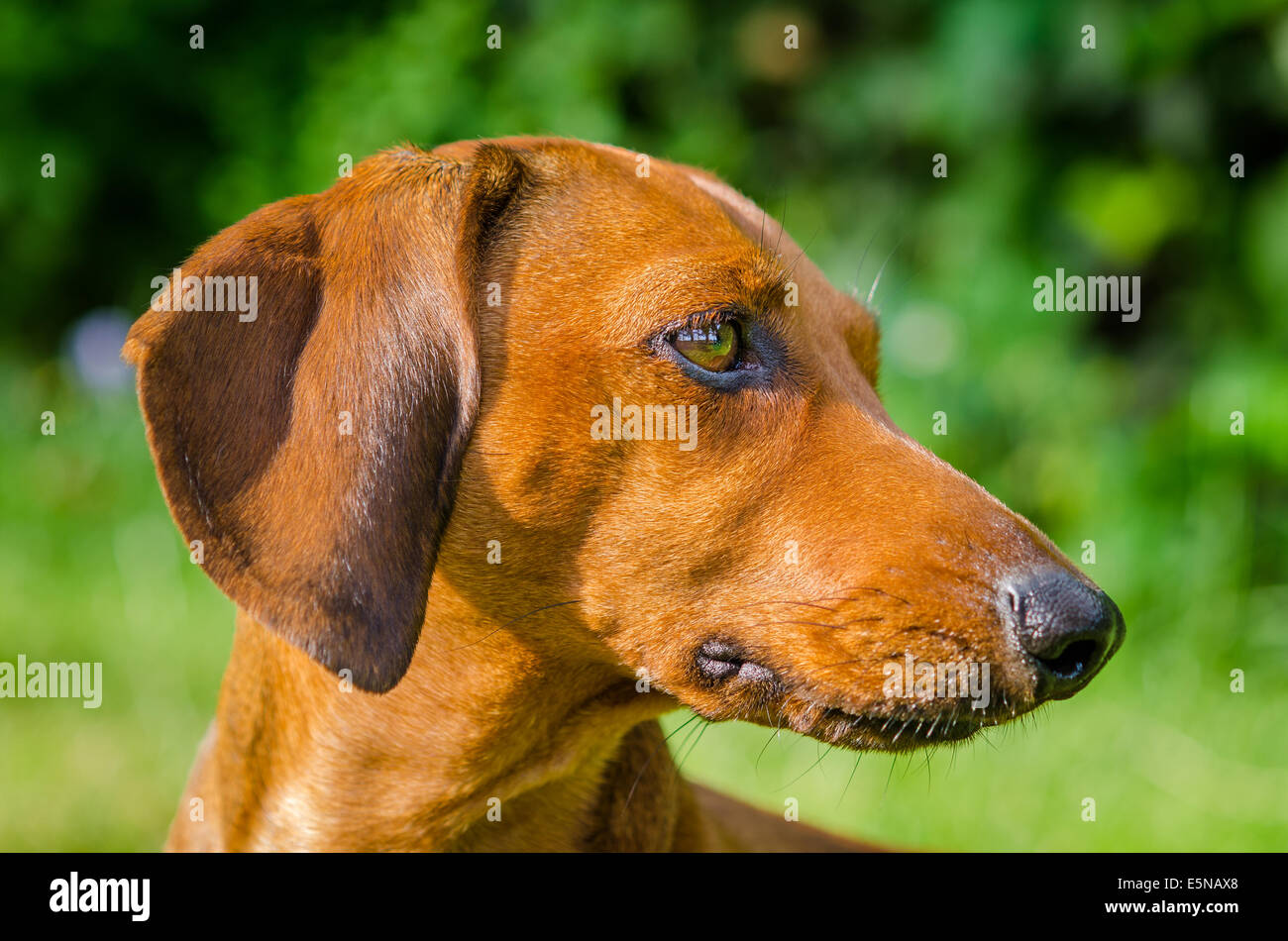 Portrait of a dachshund dog in a park Stock Photo - Alamy