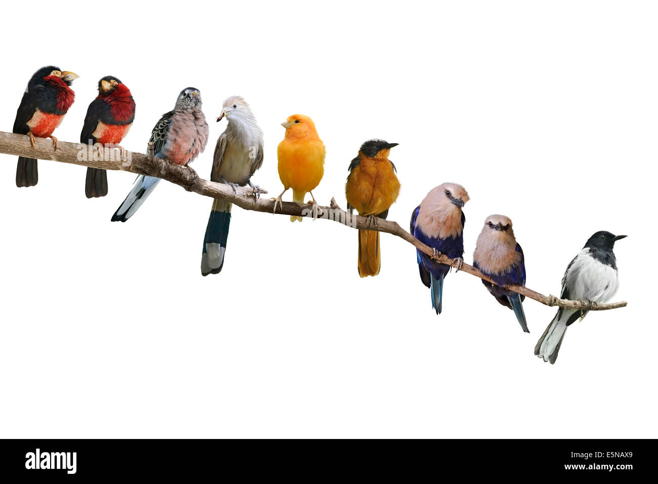 Perching Birds Isolated On White Background Stock Photo - Alamy