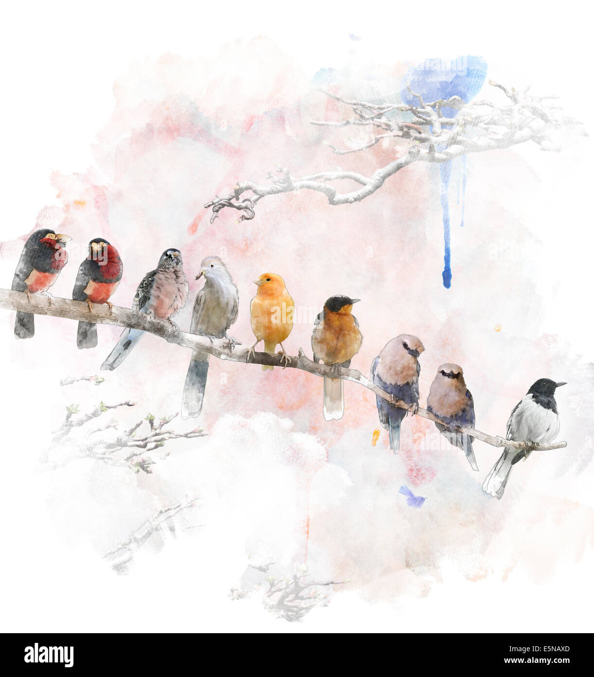 Watercolor Digital Painting Of   Perching Birds Stock Photo