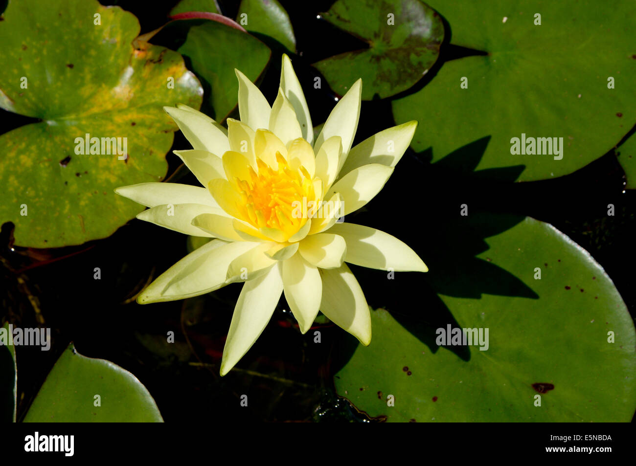 Water Lilly flower Nymphaeaceae Stock Photo