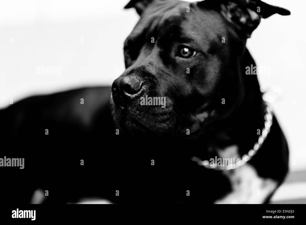 Black American Pitbull Stock Photo