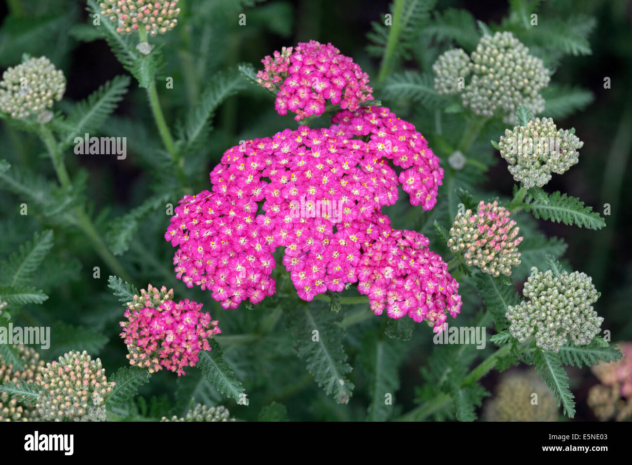 Garden Yarrow Achillea lachsschonheit Stock Photo