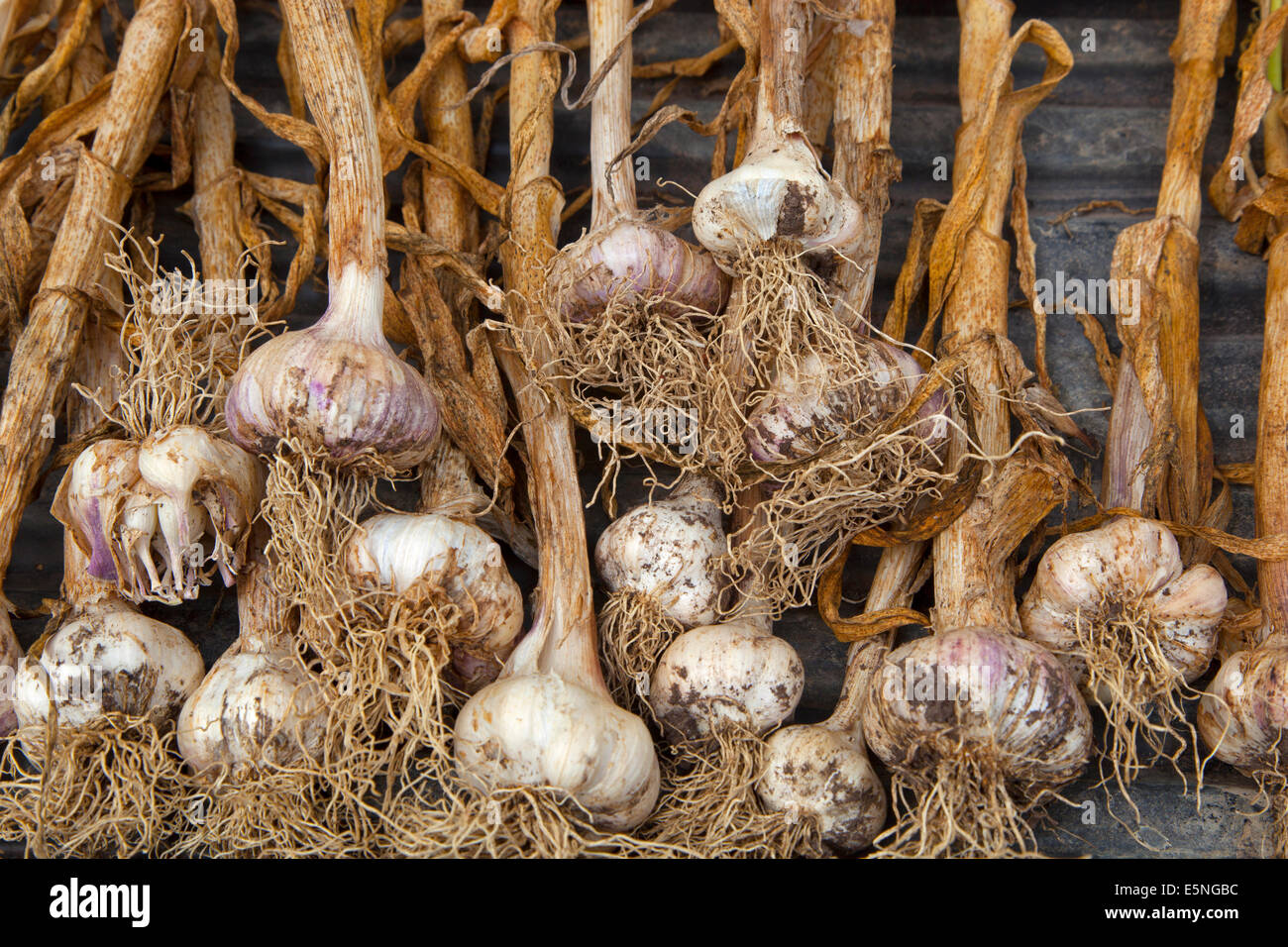 Garlic bulbs drying in green house home grown Vegatables Stock Photo