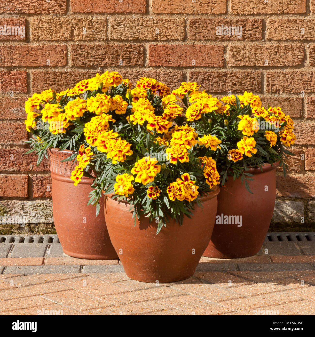 Garden patio plants pots uk hires stock photography and images Alamy