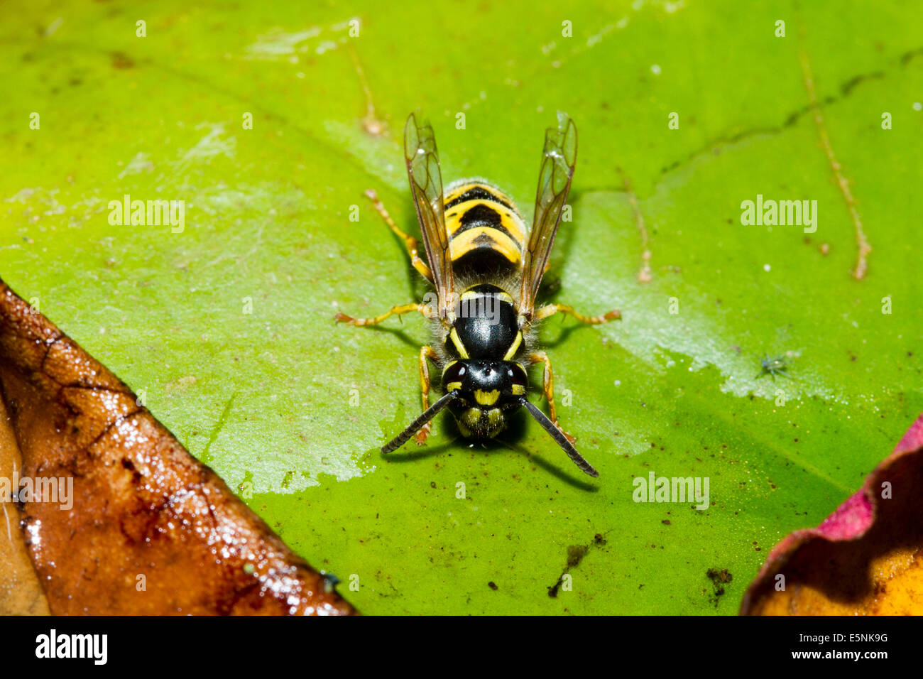 Common wasp (Vespula vulgaris) resting on a lily pad while drinking from a garden pond, England, UK Stock Photo