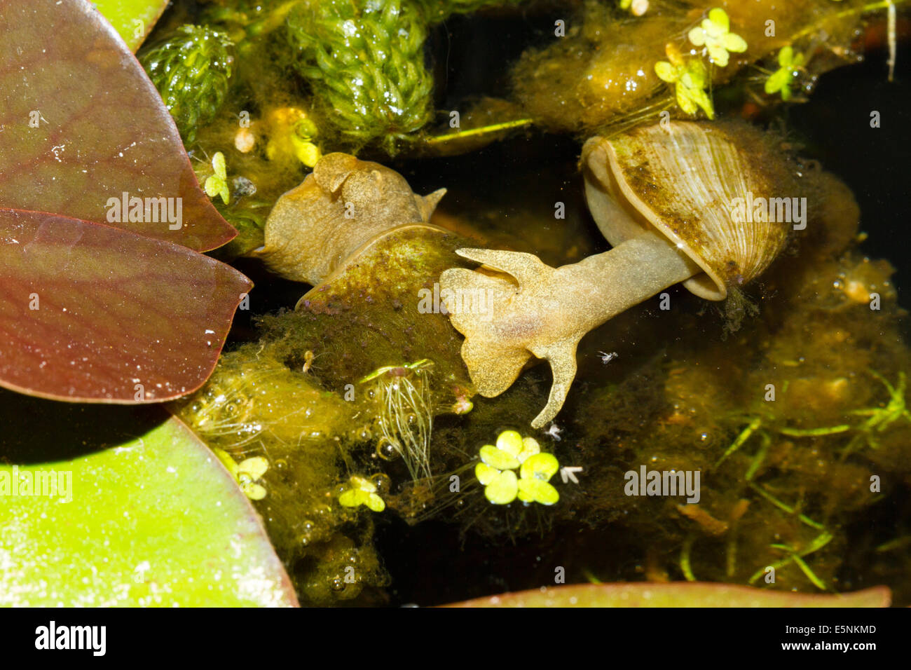 Great pond snails (Lymnaea Stagnalis) England,UK Stock Photo Alamy