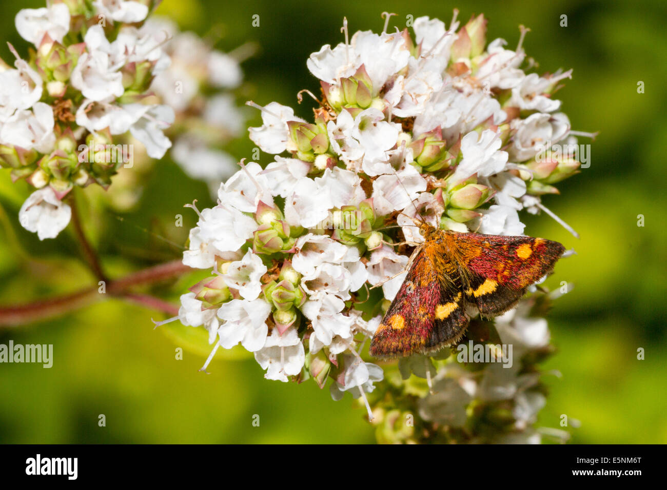 Mint moth (Pyrausta aurata) on marjoram plant Stock Photo Alamy