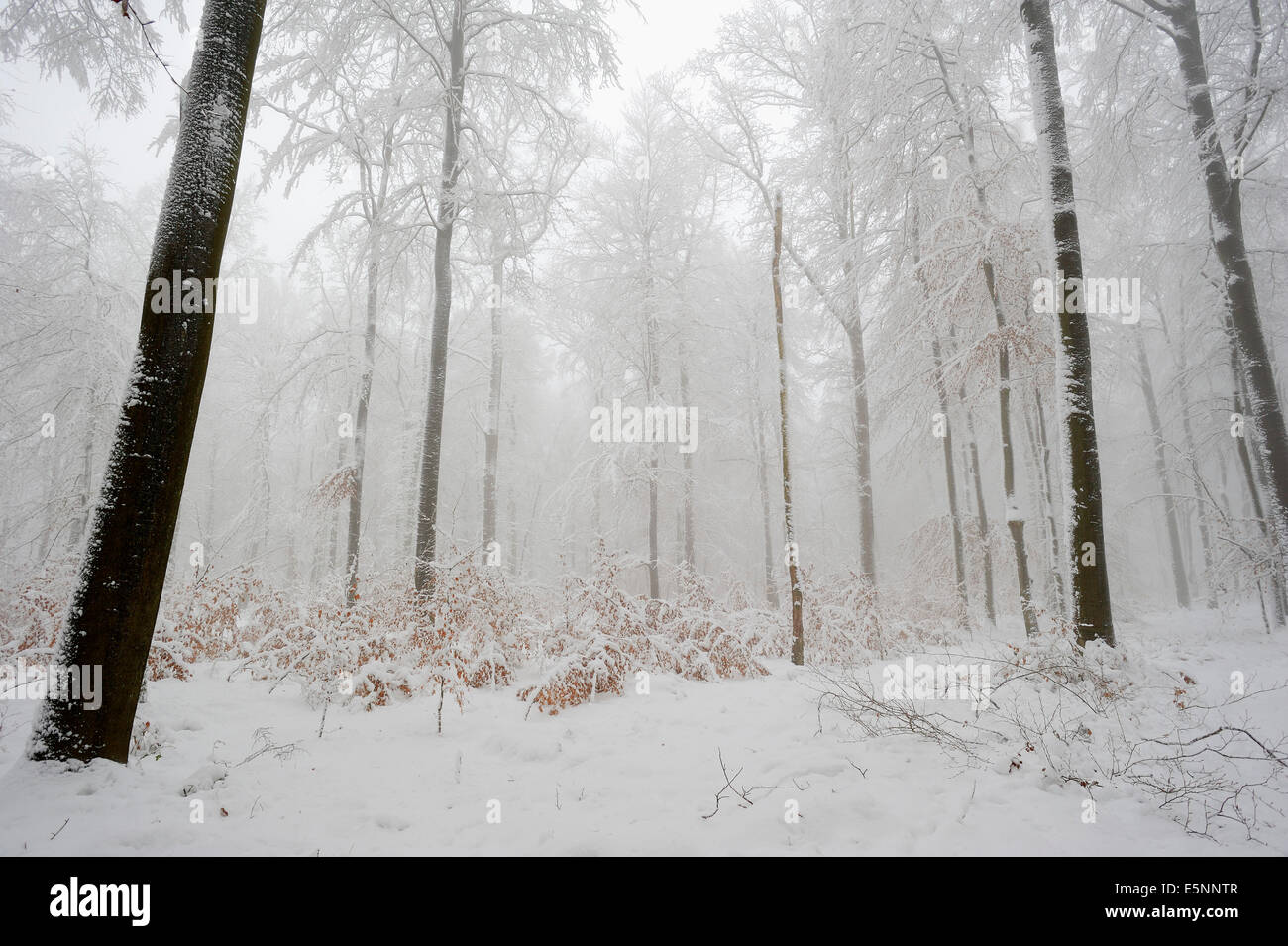 European Beech or Common Beech forest in winter (Fagus sylvatica), North Rhine-Westphalia, Germany Stock Photo