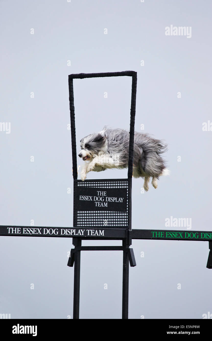 Dog jumping through hoop of fire as part of a dog display team Stock