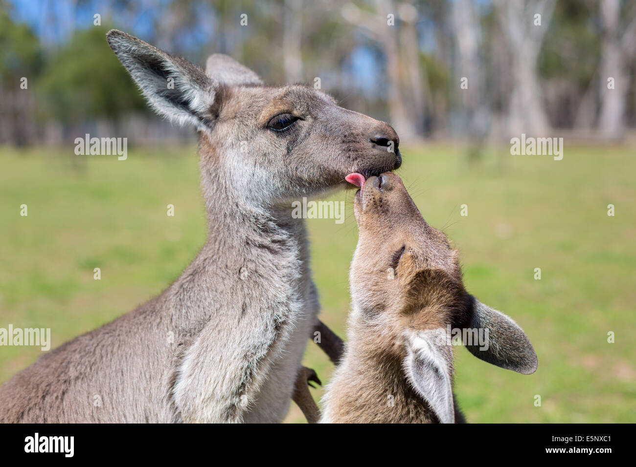 Mother Kangaroo and Joey Stock Photo