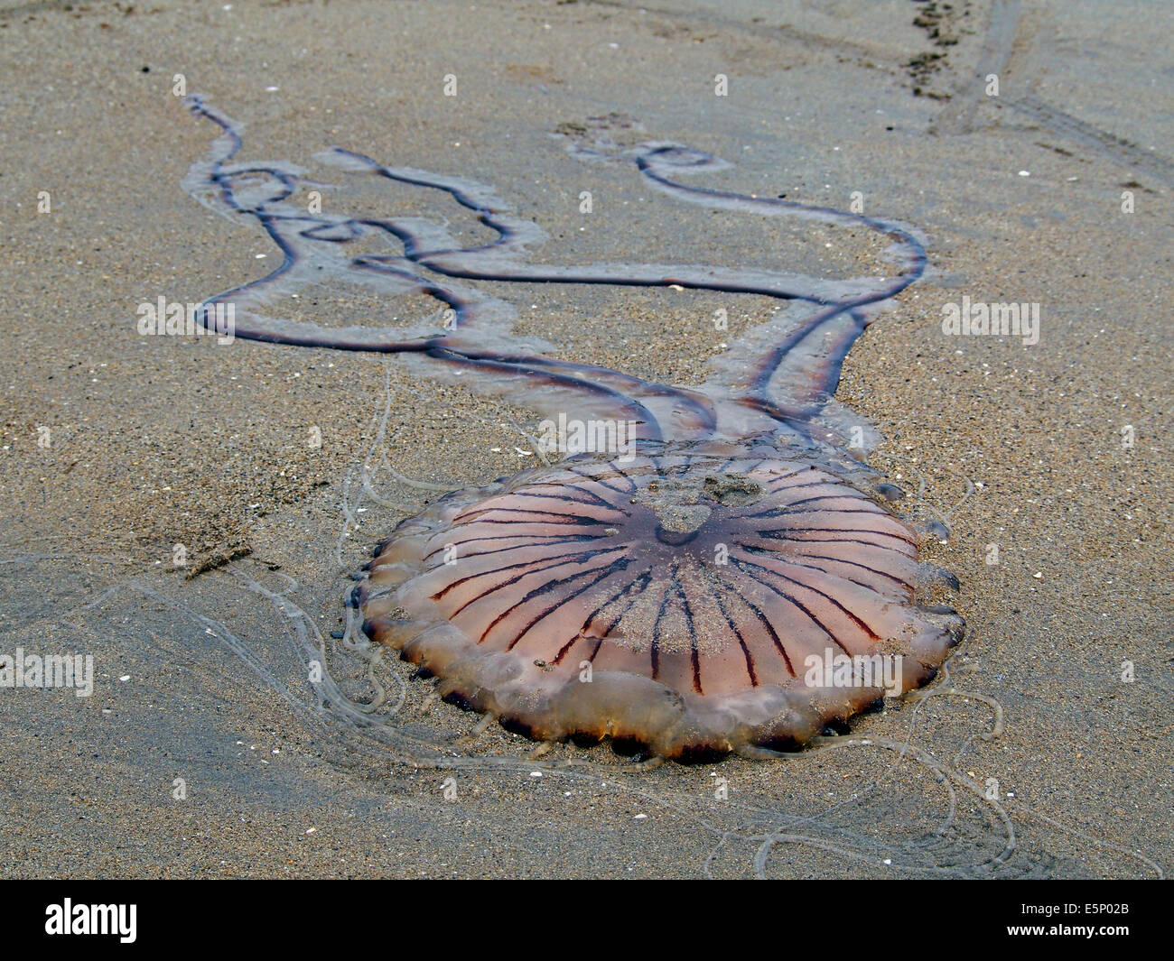 Chrysaora hysoscella, also known as the compass jellyfish washed up on the beach at Mullaghmore, Ireland Stock Photo