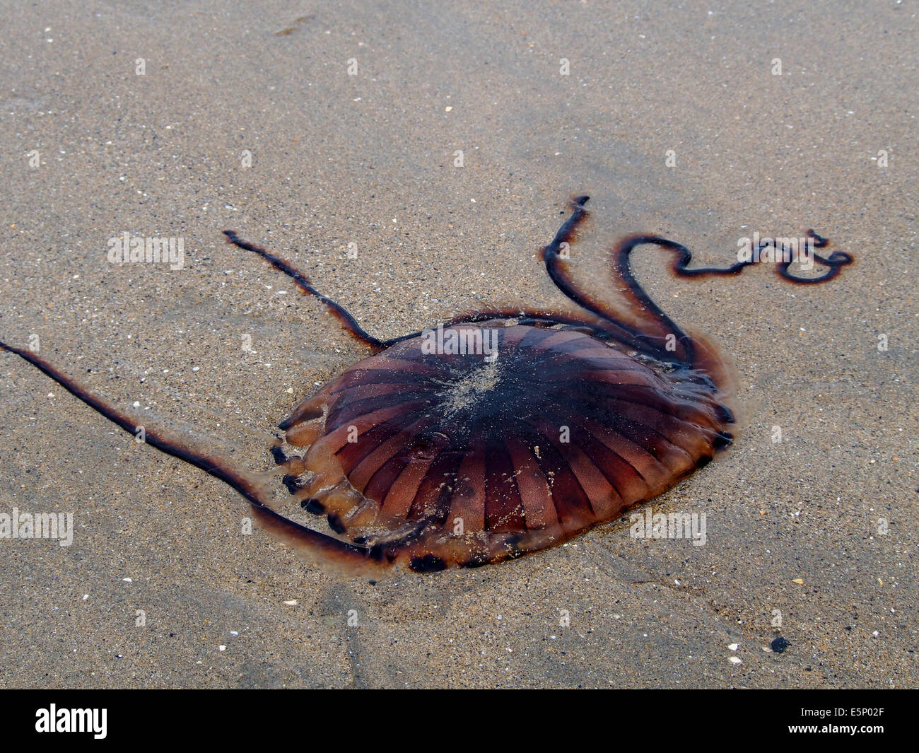 Chrysaora hysoscella, also known as the compass jellyfish washed up on the beach at Mullaghmore, Ireland Stock Photo