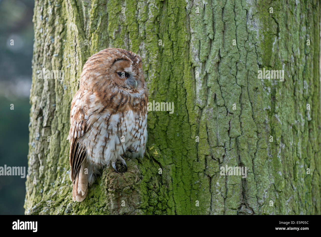 Tawny Owl: Strix aluco. Captive Stock Photo
