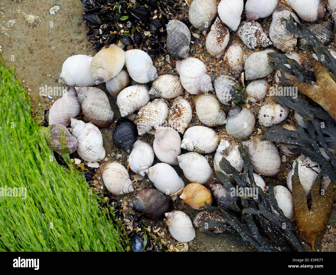 Whelks and seaweeds growing on rocks in the intertidal zone of a rocky section of beach in western Ireland Stock Photo