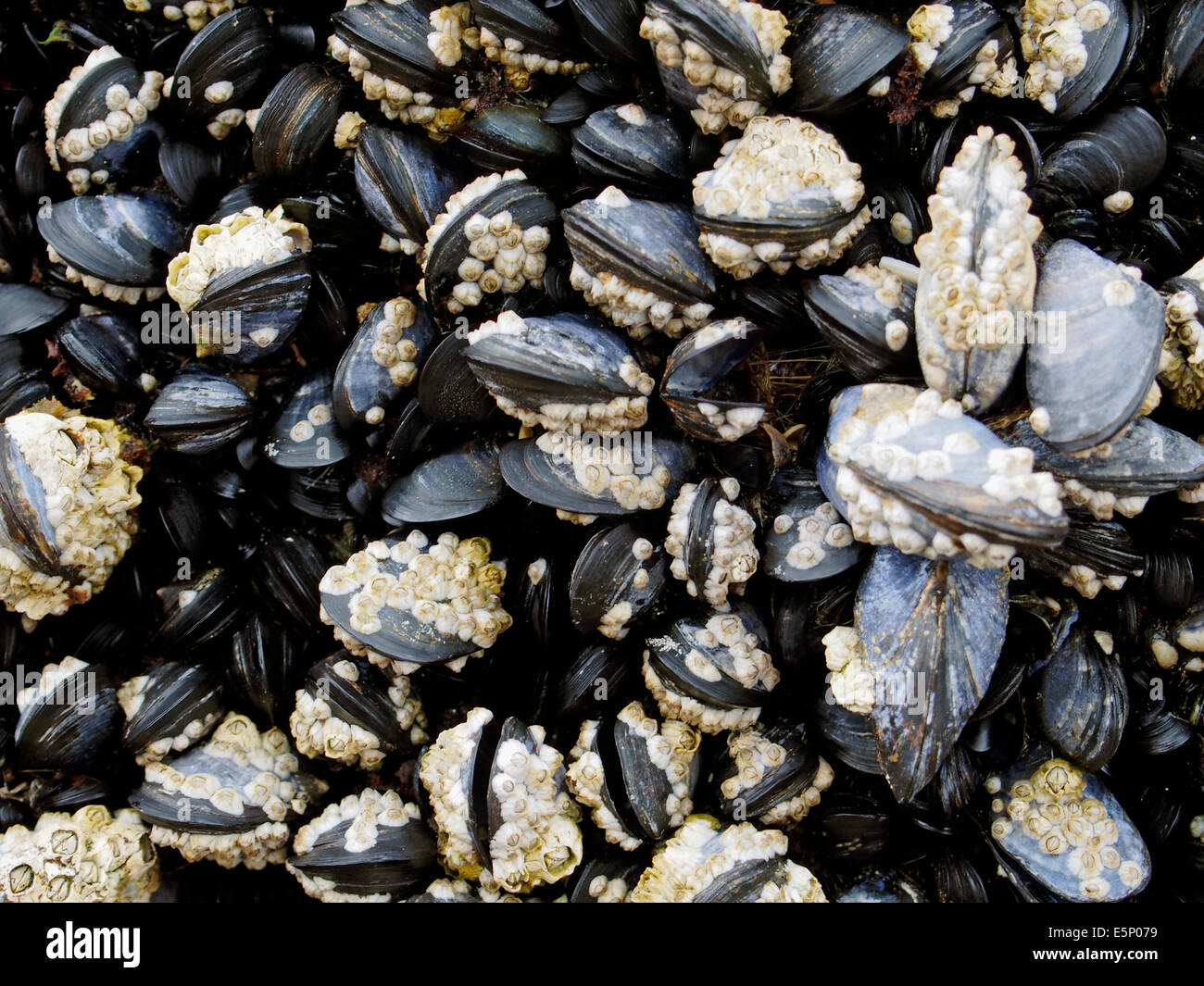 Mussels covered in barnacles growing on rocks in the intertidal zone of a rocky section of beach