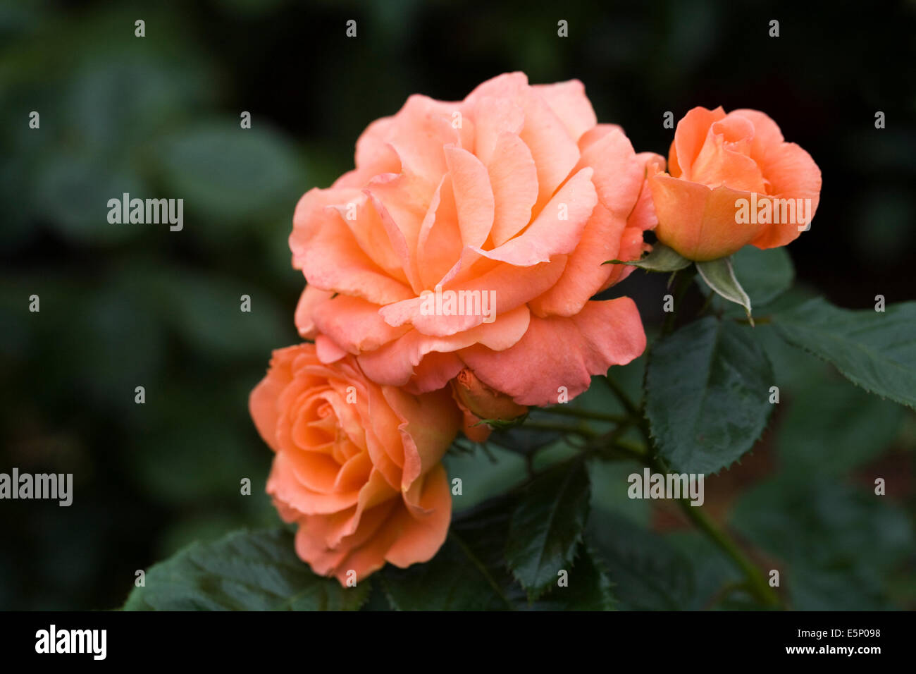 Rosa (Newsflash) 'Kendutch'. Orange Rose. Stock Photo