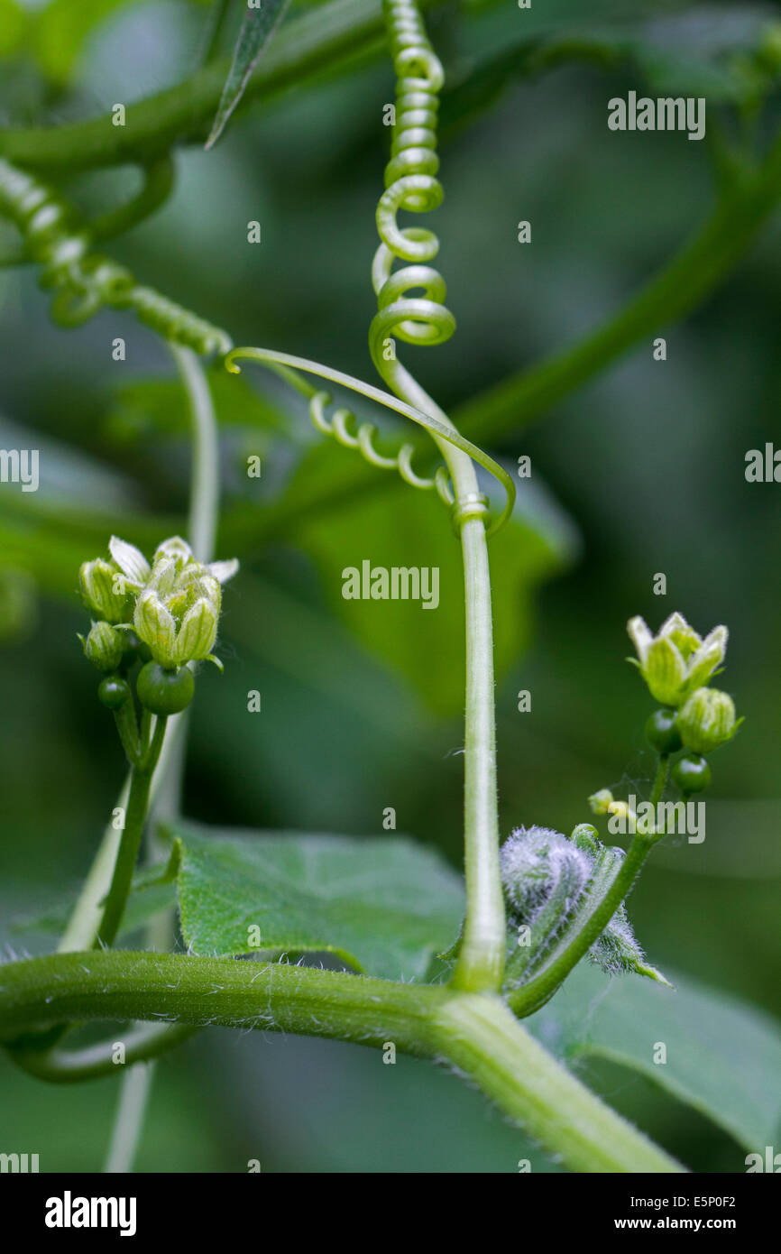 White bryony (Bryonia dioica) five-pointed leaves of perennial climbing vine Stock Photo