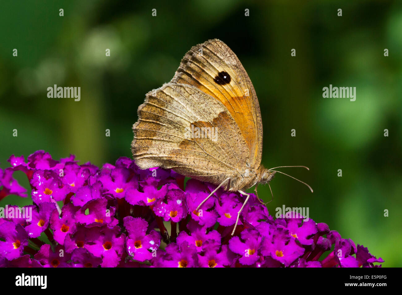 Meadow Brown (Maniola jurtina) on summer lilac (Buddleja davidii