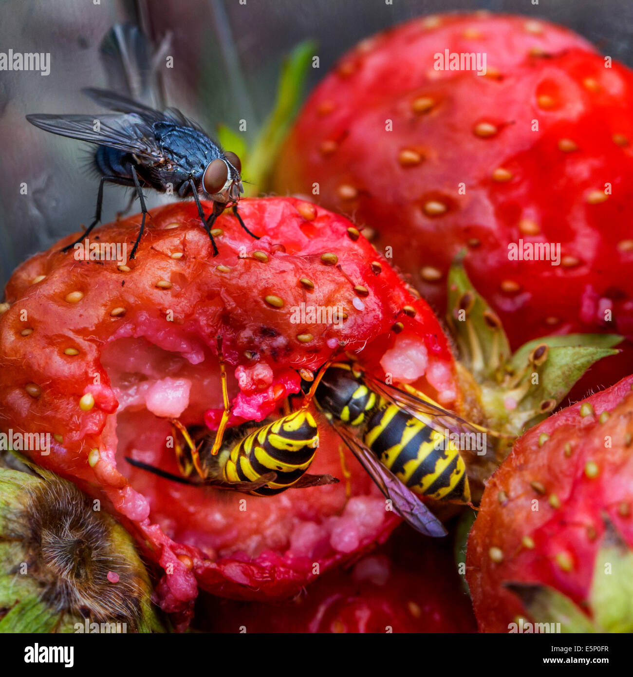 Wasps and flies eating rotten strawberries in garden Stock Photo - Alamy