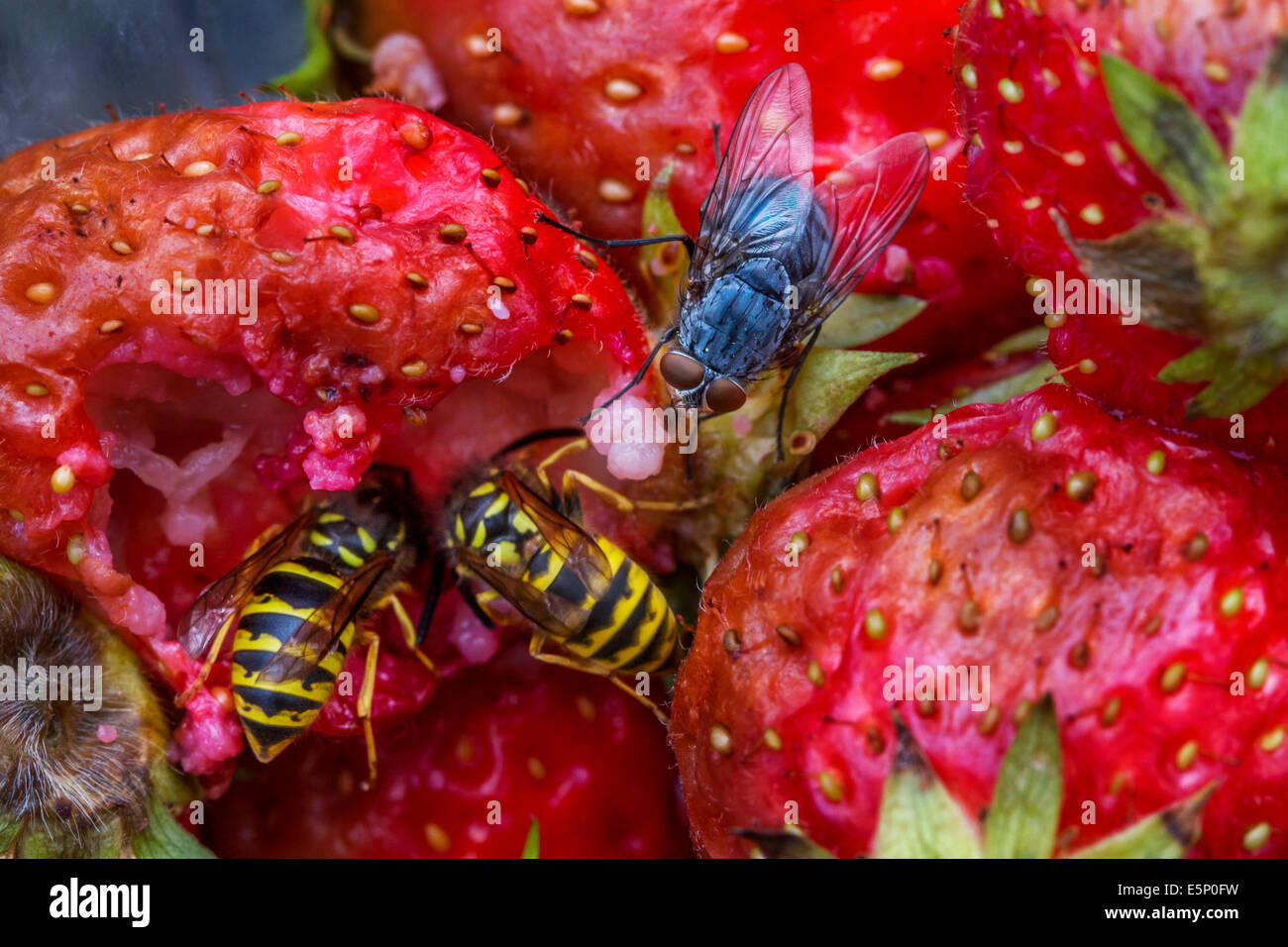 Wasps and flies eating rotten strawberries in garden Stock Photo Alamy