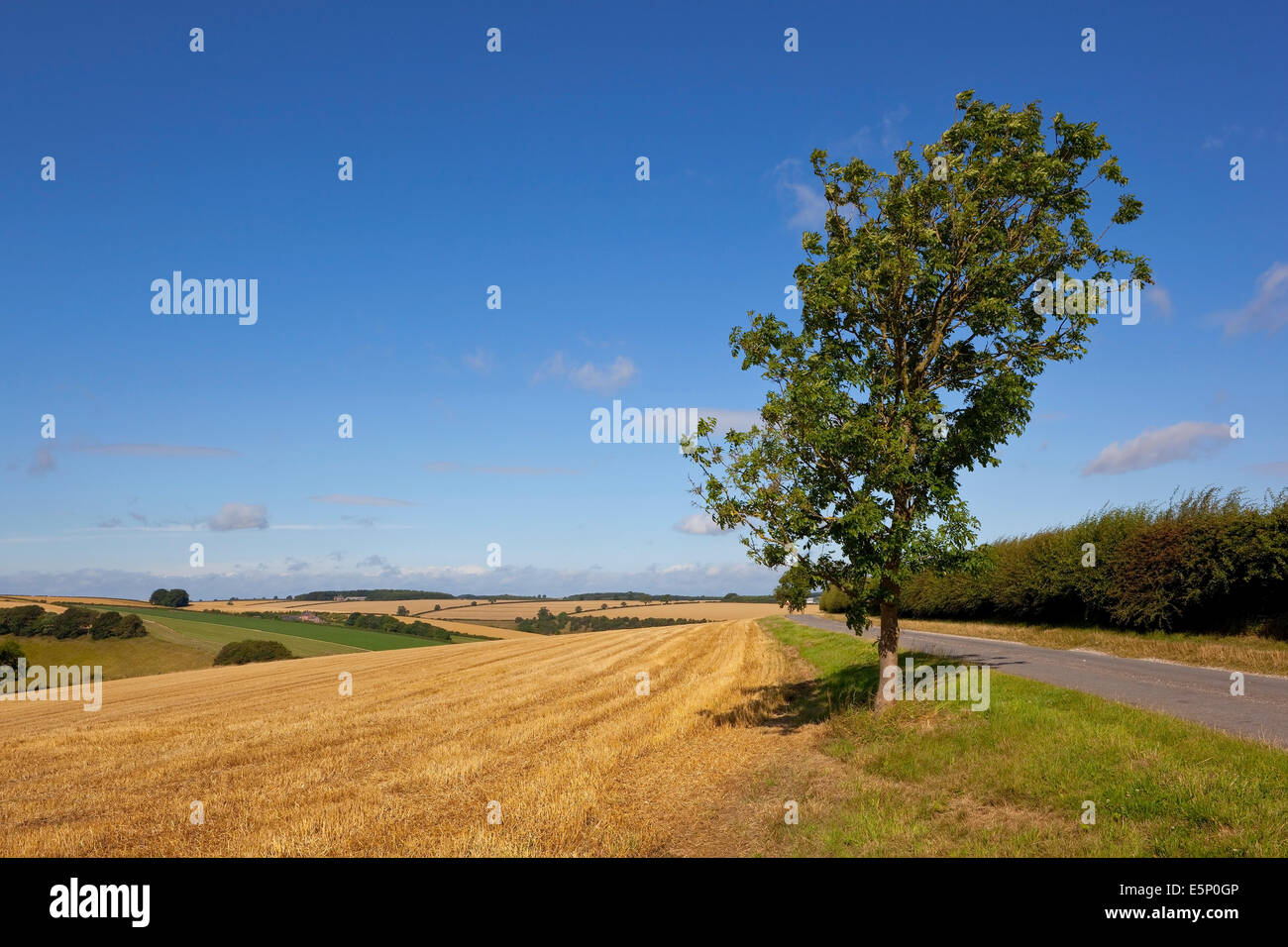 A young Ash tree grows on the grass verge between a country road with hawthorn hedgerow and golden stubble fields in summertime Stock Photo