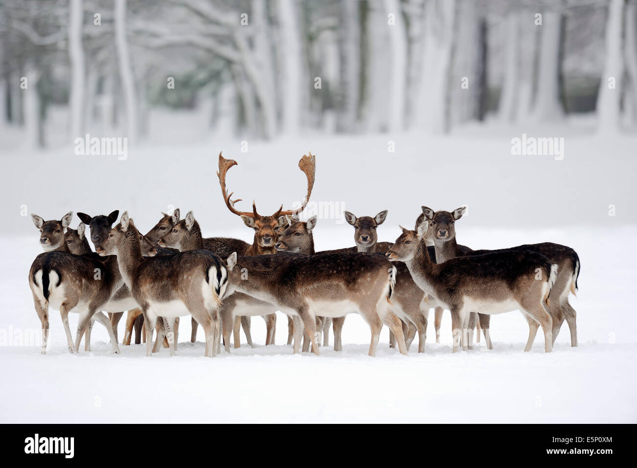 Fallow Deer (Dama dama), stag and females in winter, North Rhine-Westphalia, Germany Stock Photo