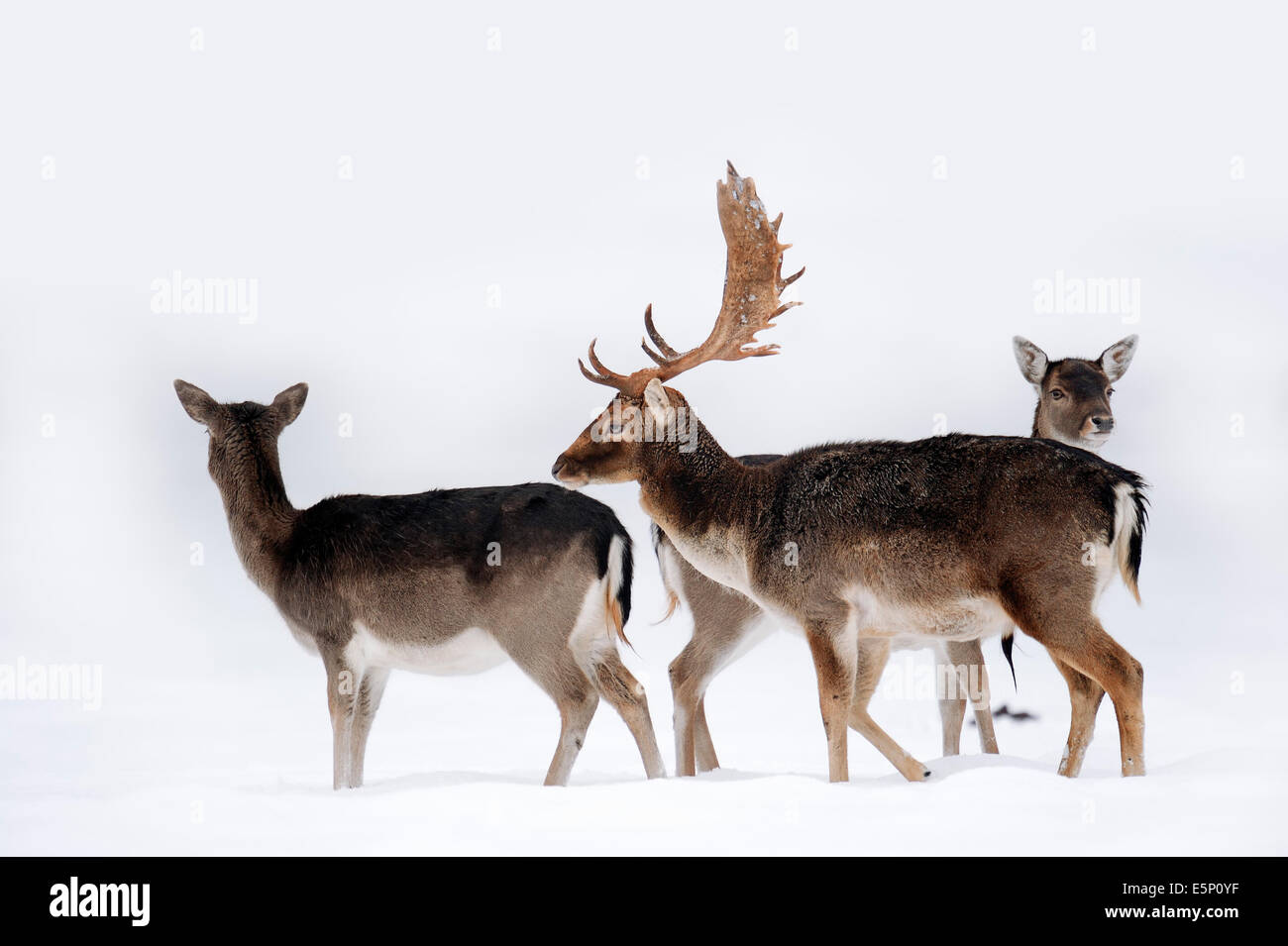 Fallow Deer (Dama dama), stag and females in winter, North Rhine-Westphalia, Germany Stock Photo