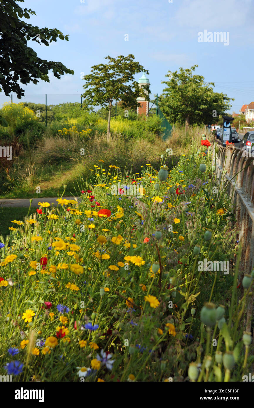 Wild flowers blooming around the edge of Queens Park Brighton including