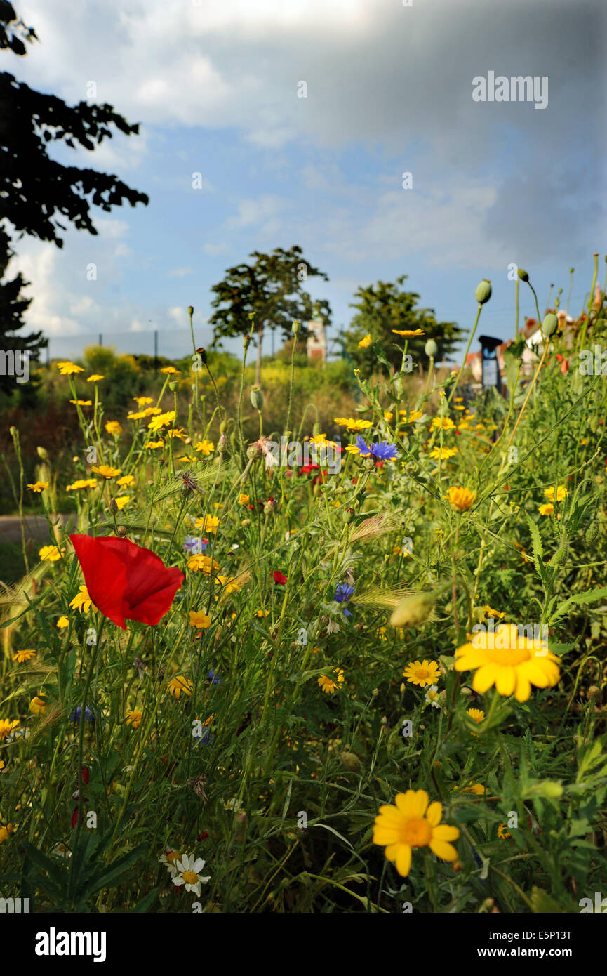 Wild flowers blooming around the edge of Queens Park Brighton including