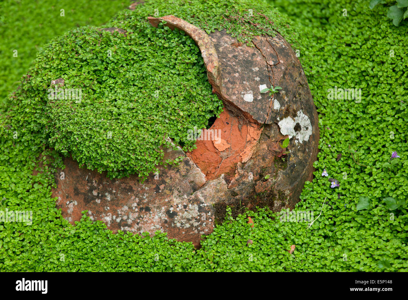Old Flower pot covered in Soleirolia Stock Photo