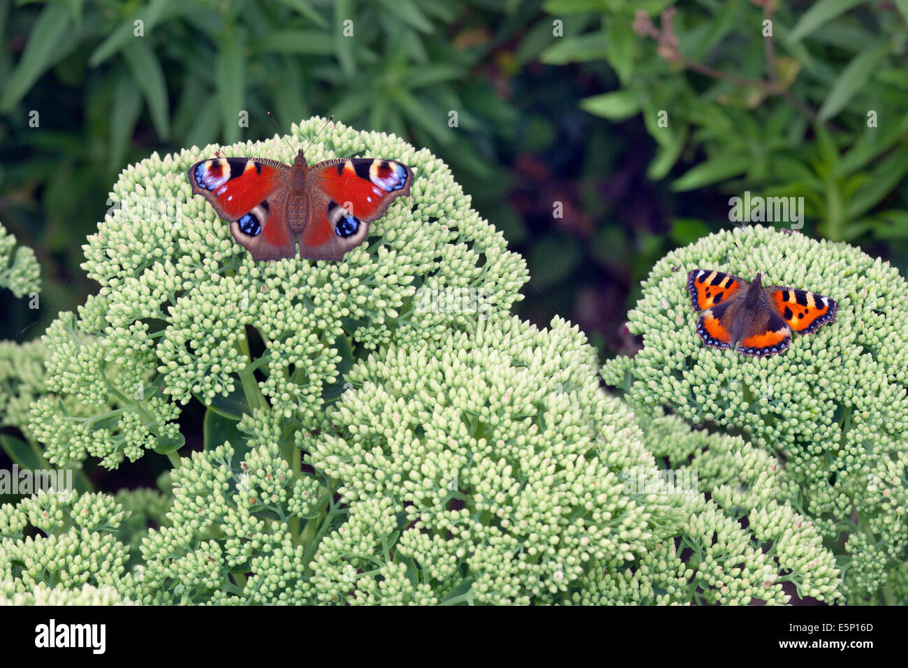 Peacock Butterfly Inachis io and Small Tortoiseshell resting on ice plant Stock Photo