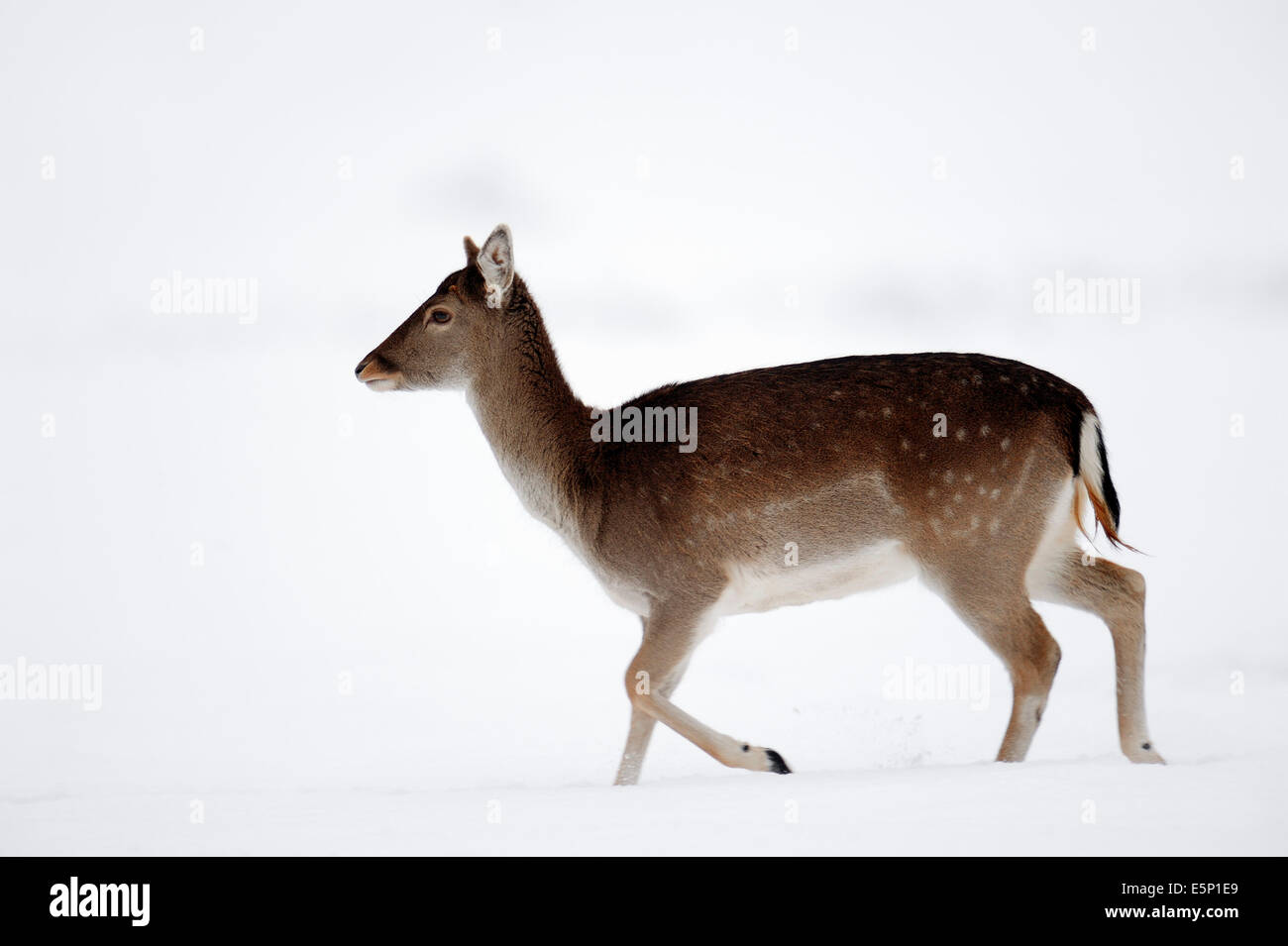Fallow Deer (Dama dama), female in winter, North Rhine-Westphalia, Germany Stock Photo