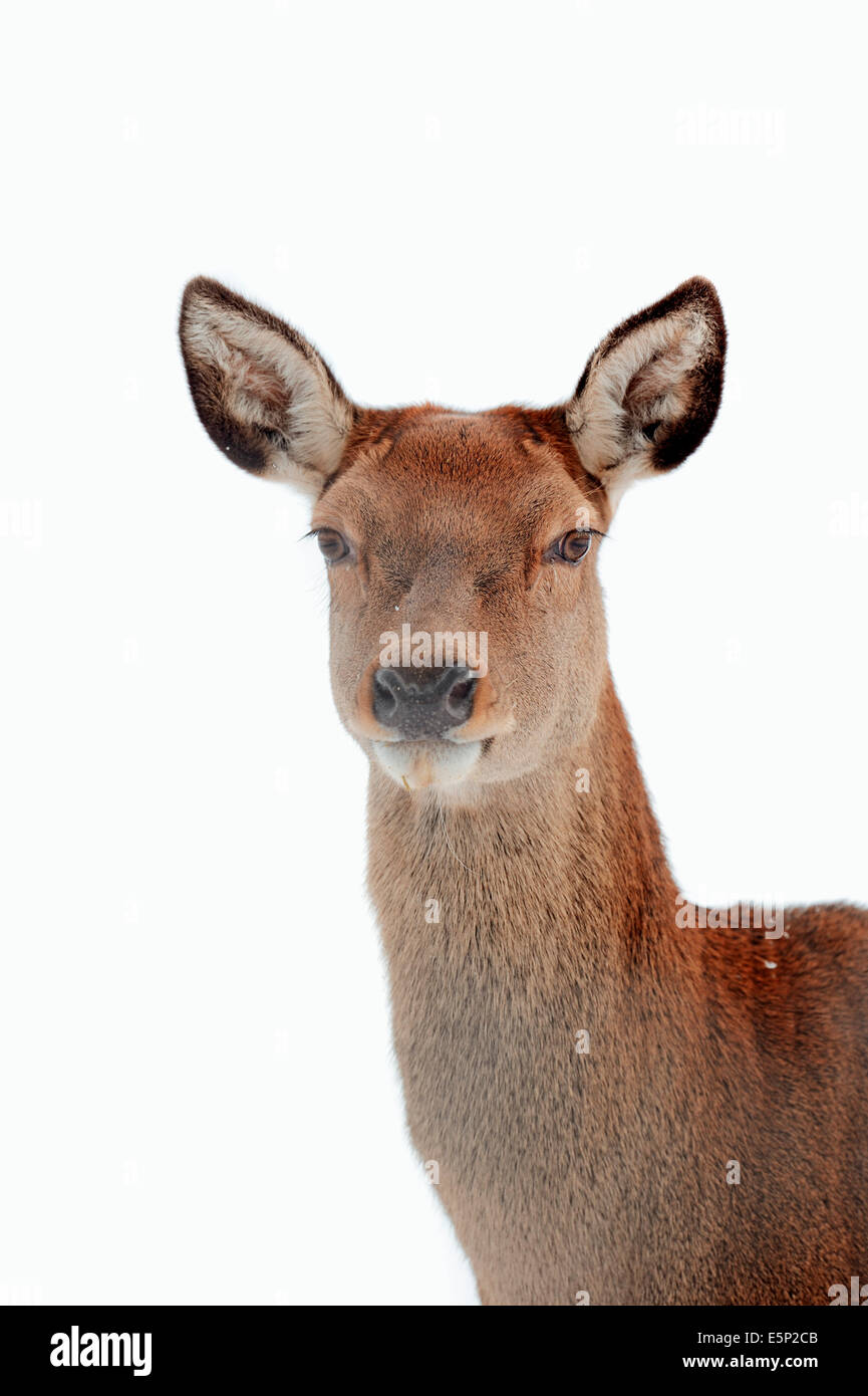 Red Deer (Cervus elaphus), female in winter, North Rhine-Westphalia, Germany Stock Photo