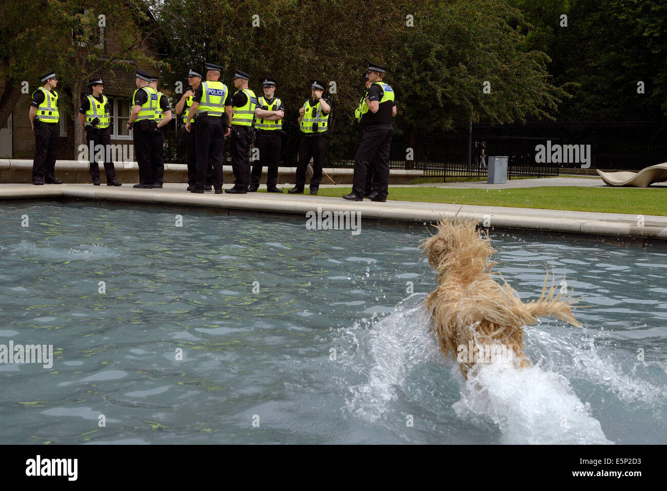 dog leaps into water holyrood edinburgh scotland Stock Photo Alamy