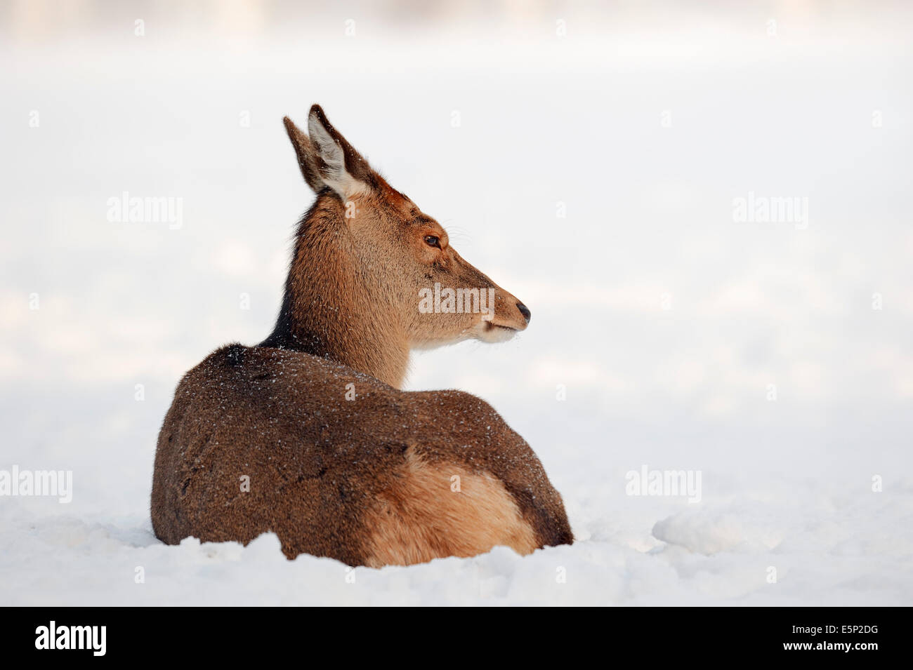 Red Deer (Cervus elaphus), female in winter, North Rhine-Westphalia, Germany Stock Photo