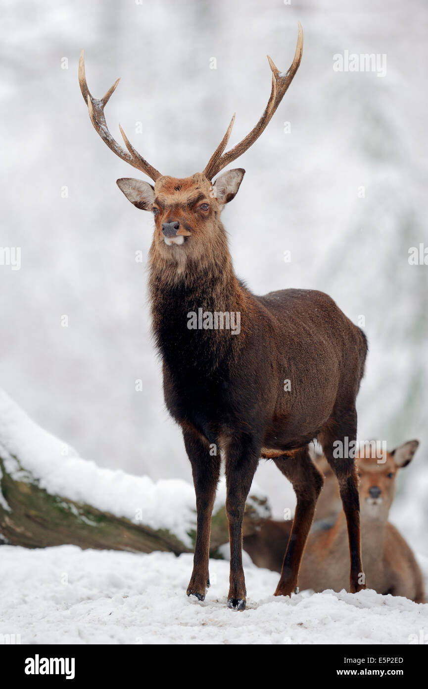 Japanese Sika Deer or Japanese Deer (Cervus nippon nippon