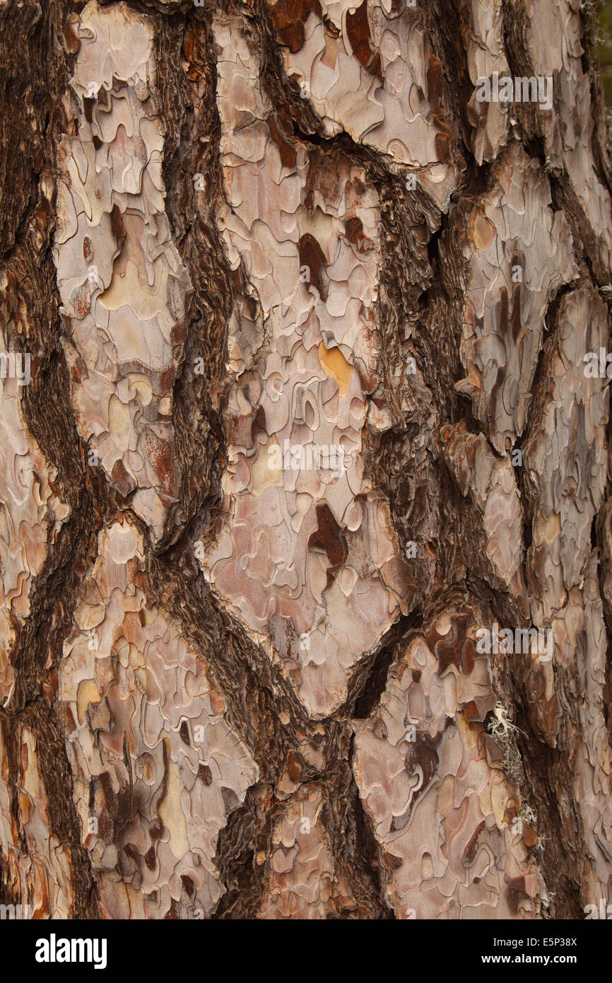 Ancient Black Pines Pinus nigra in Troodhos National Park Cyprus Stock Photo