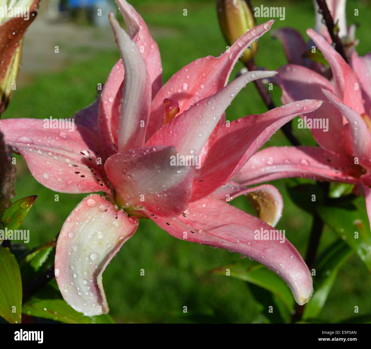 Pink Lilies Stock Photo