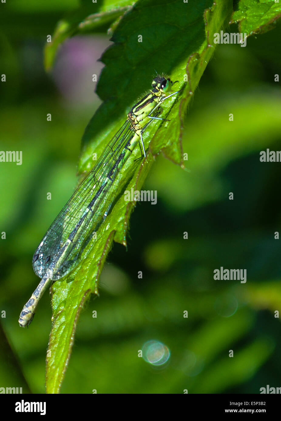 Damselfly closeup hi-res stock photography and images - Alamy